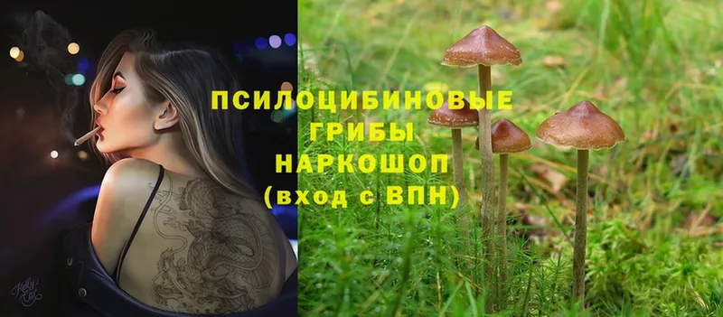 Псилоцибиновые грибы Cubensis  Балей 